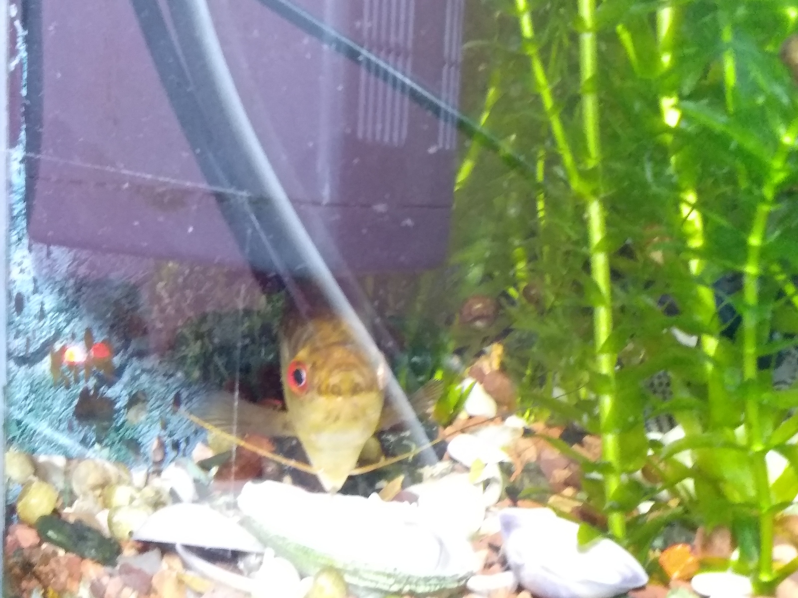 Help with aquarium! - My, Aquarium, Aquarium plants, Aquarium fish, Need advice, Longpost