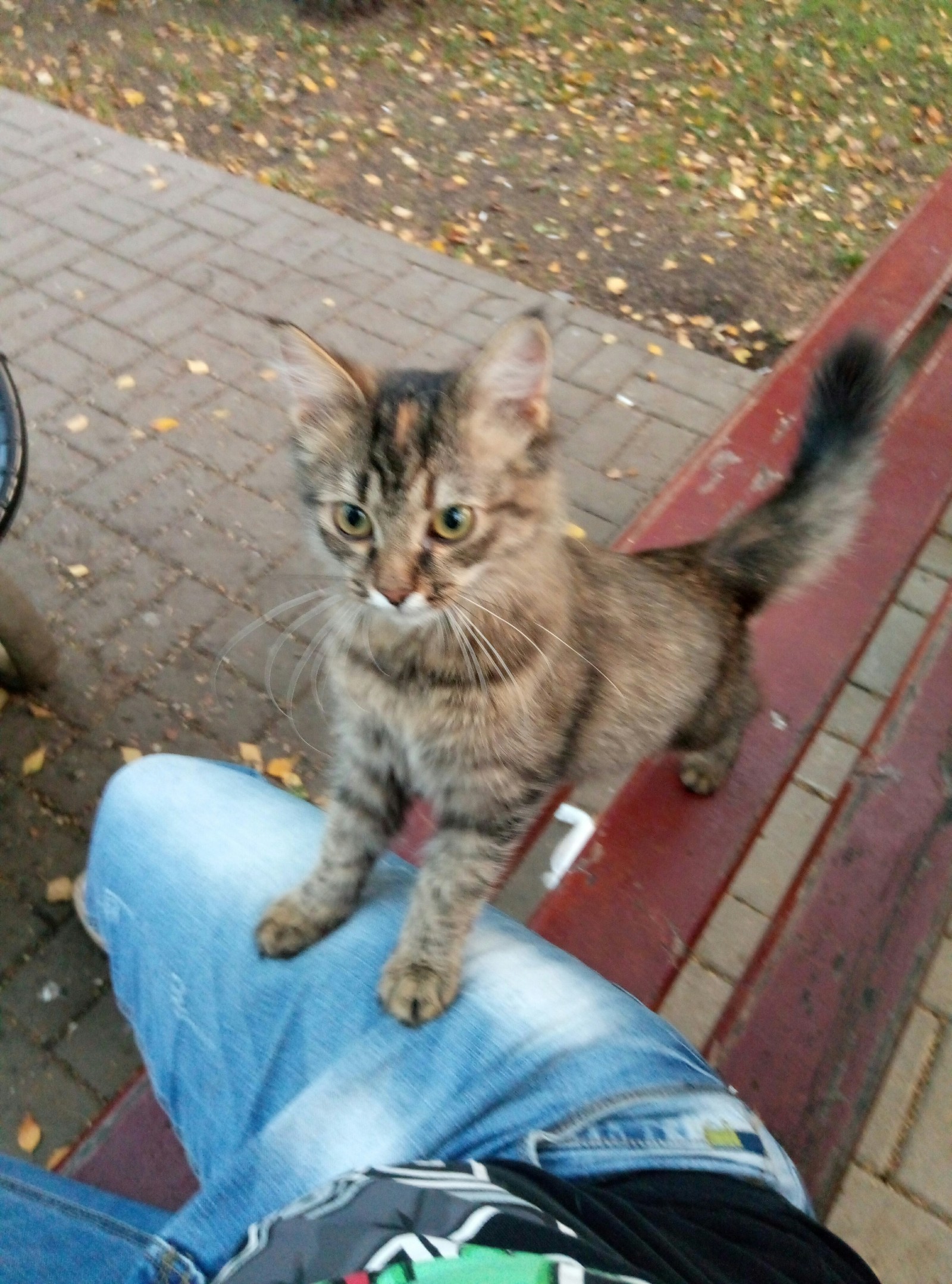 Super sweet kitty - My, In good hands, Homeless animals, No rating, Yaroslavl, Longpost, cat, Help