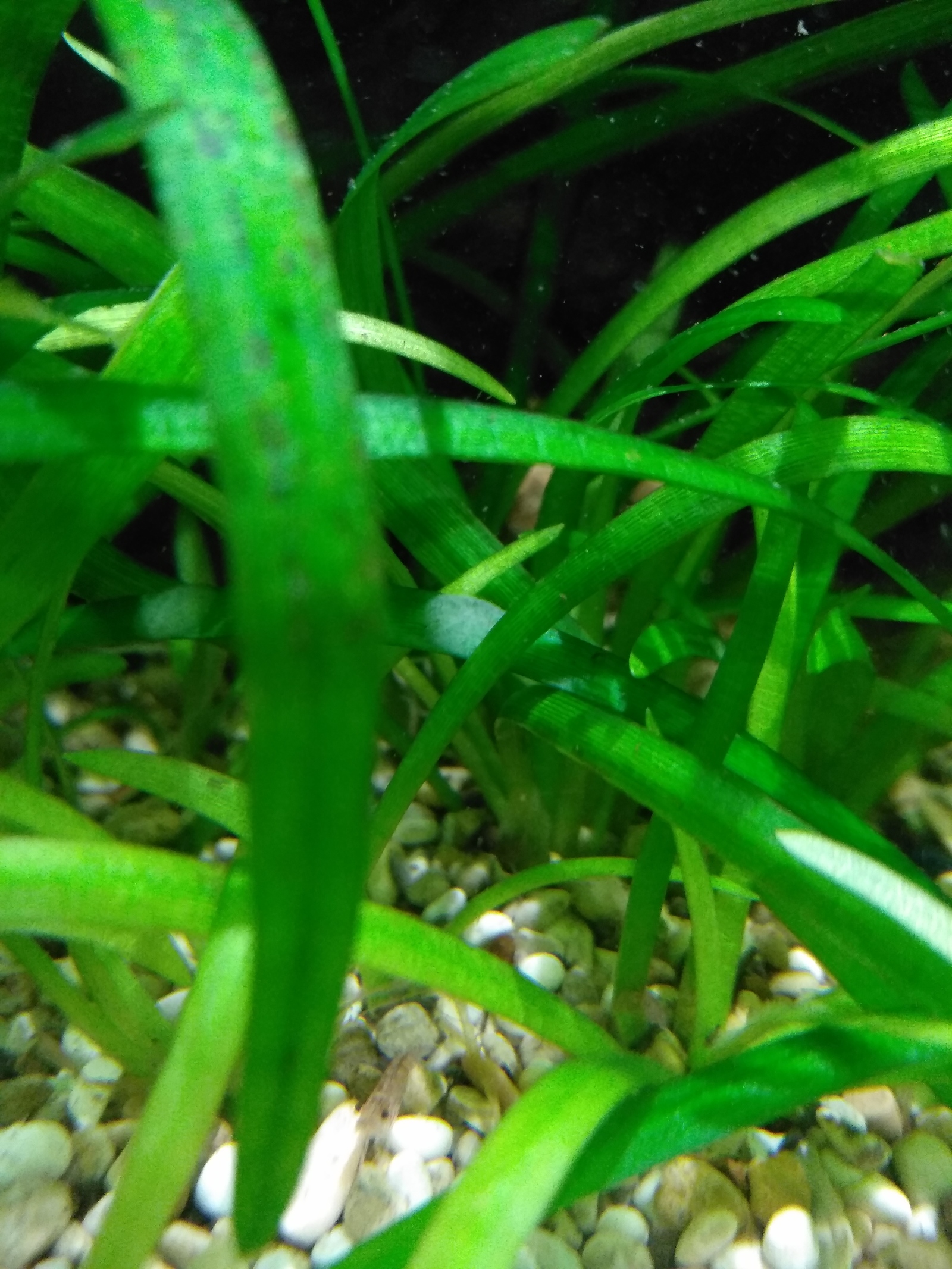 Help identify what kind of attack this is! - My, No rating, Need advice, Aquarium, Longpost