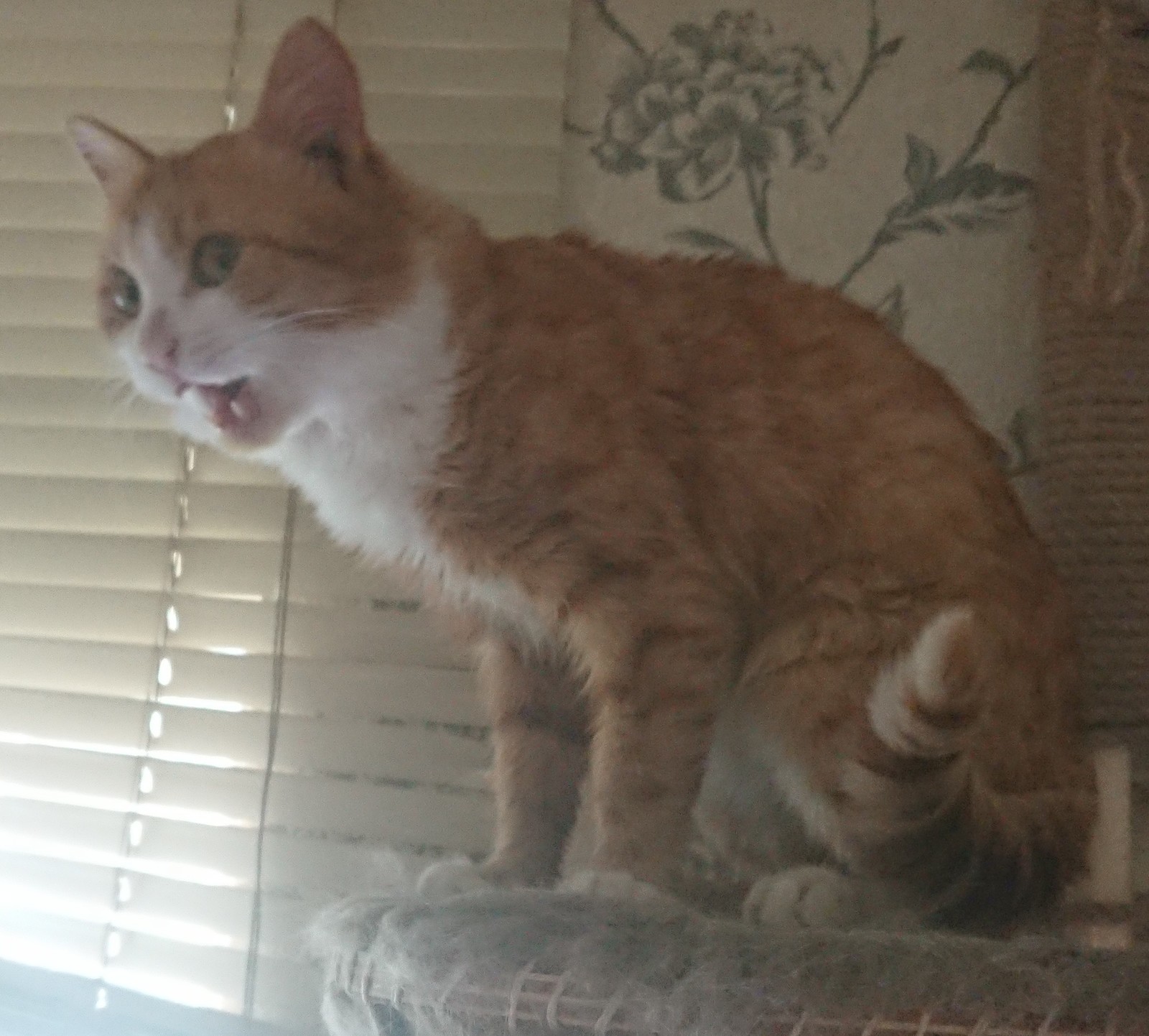 Taming Krusty, or 2 kilograms of fur rage. - My, cat, Krusty, Dog, , Happy, GIF, Longpost