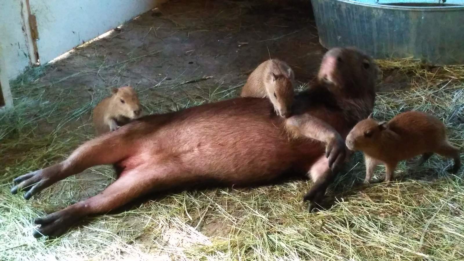 capybarism - My, Capybara, Animals, GIF, Longpost, Rodents