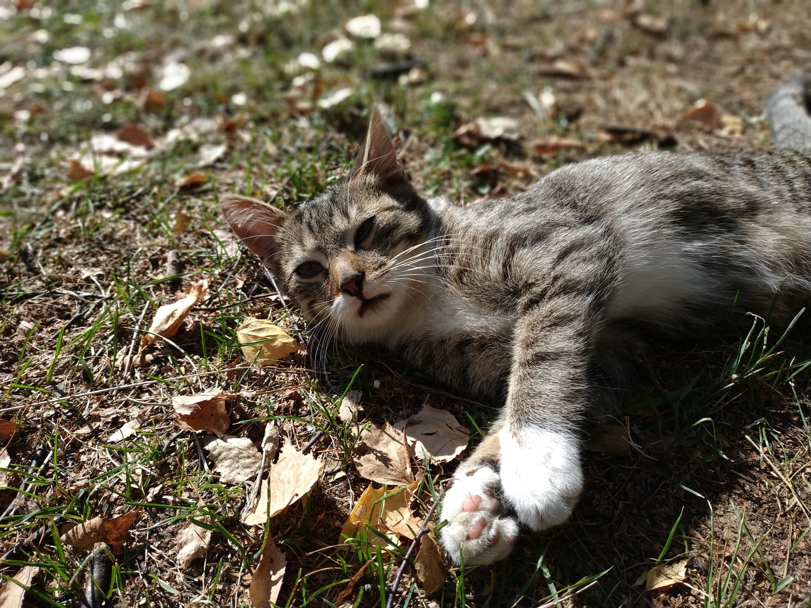 Осеннего котейку вам в ленту. - Кот, Котомафия, Осень, Лапки, Длиннопост