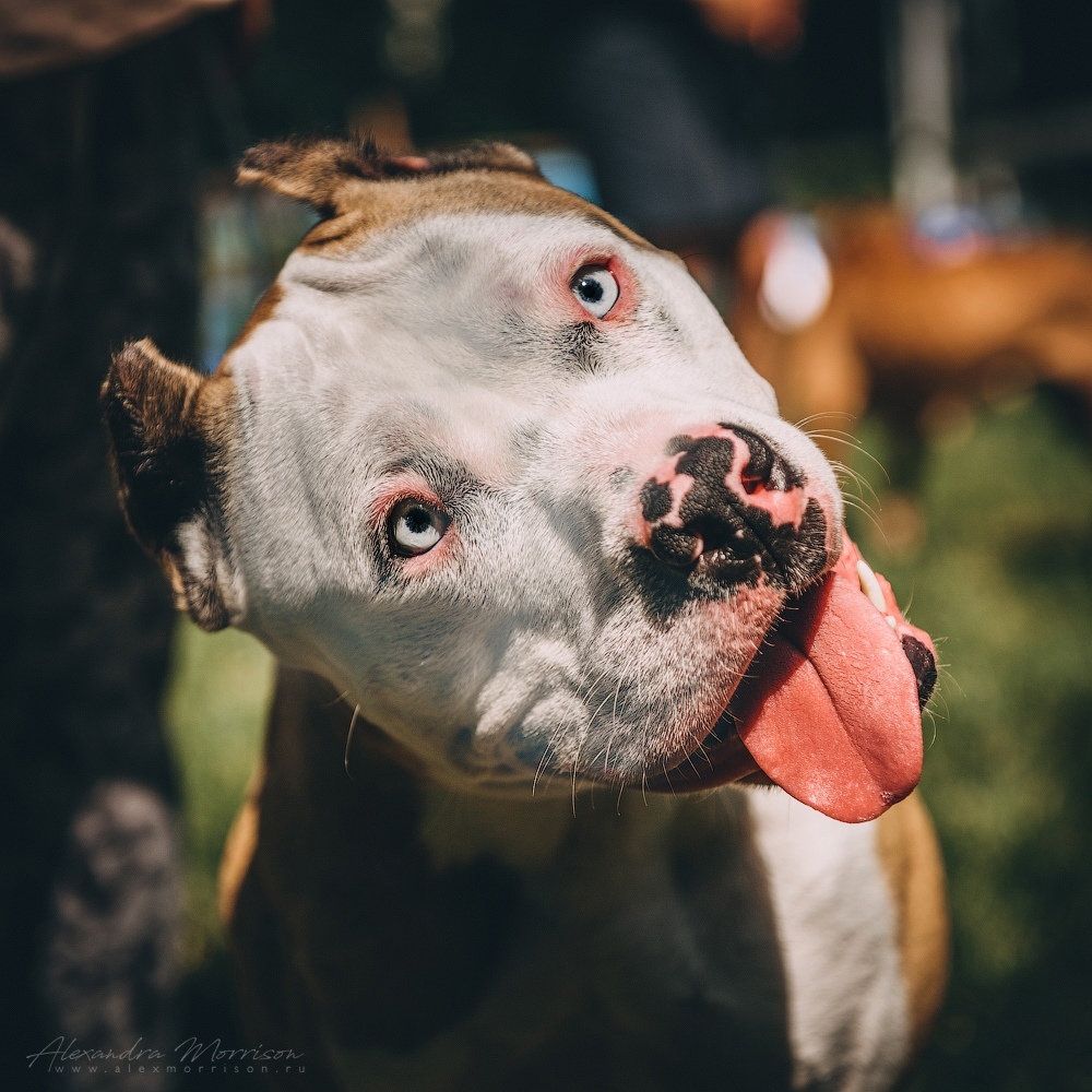 Blue-eyed - My, Dog, Friend of human, Pet, Pitbull, , Longpost, Pets