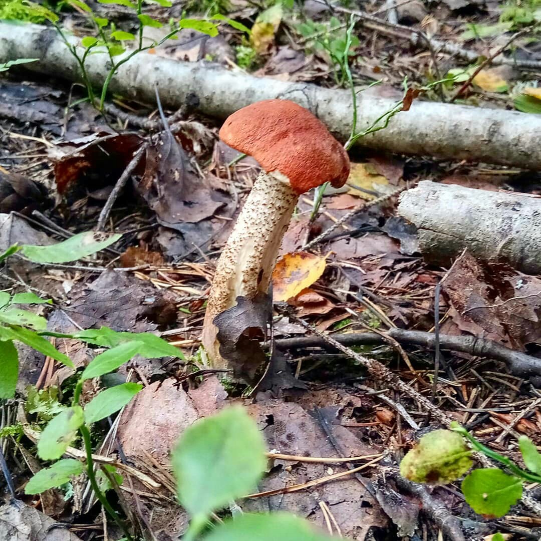 Mushrooms. - My, Mushrooms, My, Leningrad region, Longpost