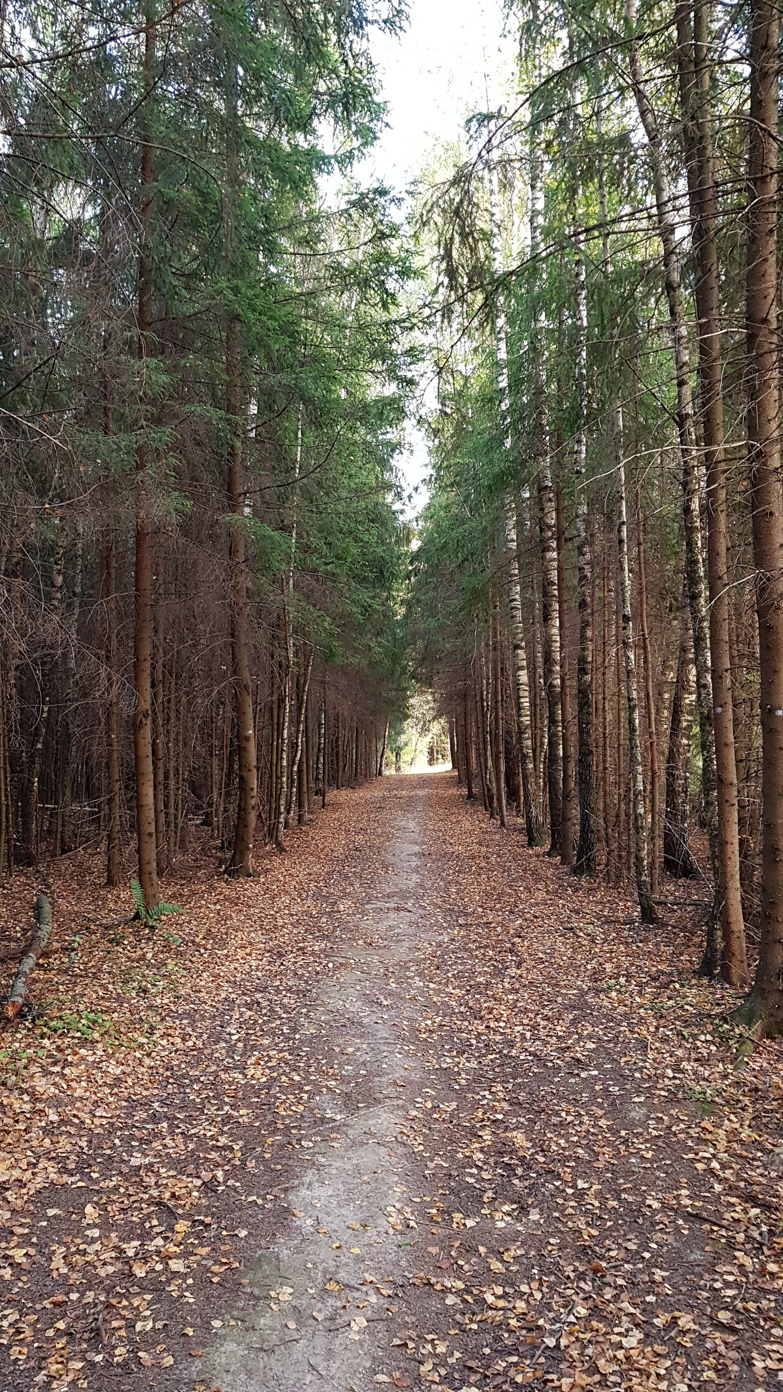 I looked into the Moscow region forest ... - My, , , , A bike, Nature, Forest, Weather, Longpost