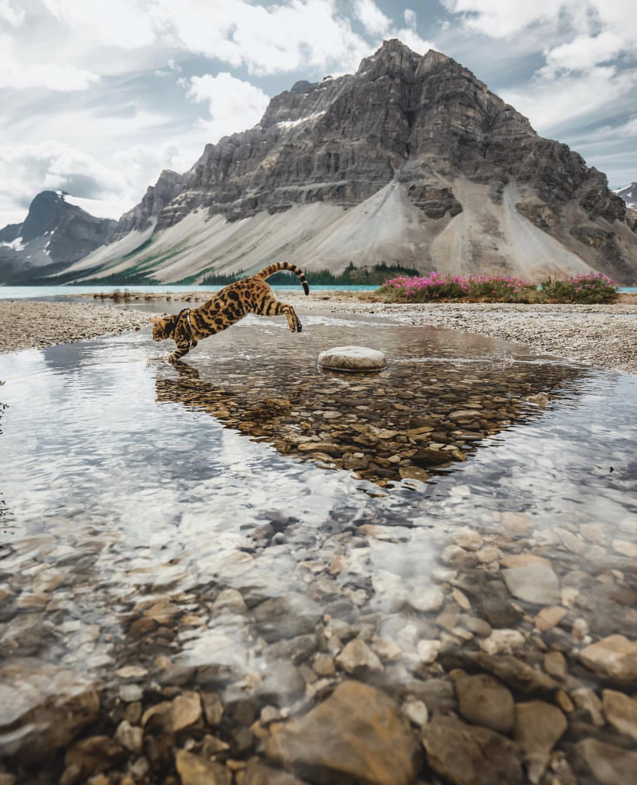 I believe I can flyyyy! - cat, Nature, Sukiicat, The mountains