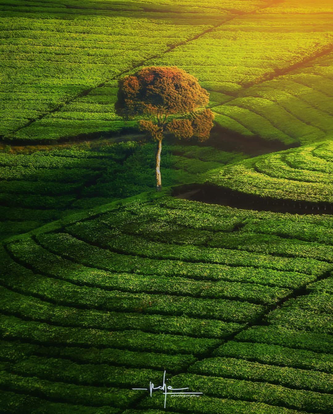 Lonely tree in Indonesia. - Loneliness, Indonesia, Nature, beauty of nature, Tree, beauty, The photo