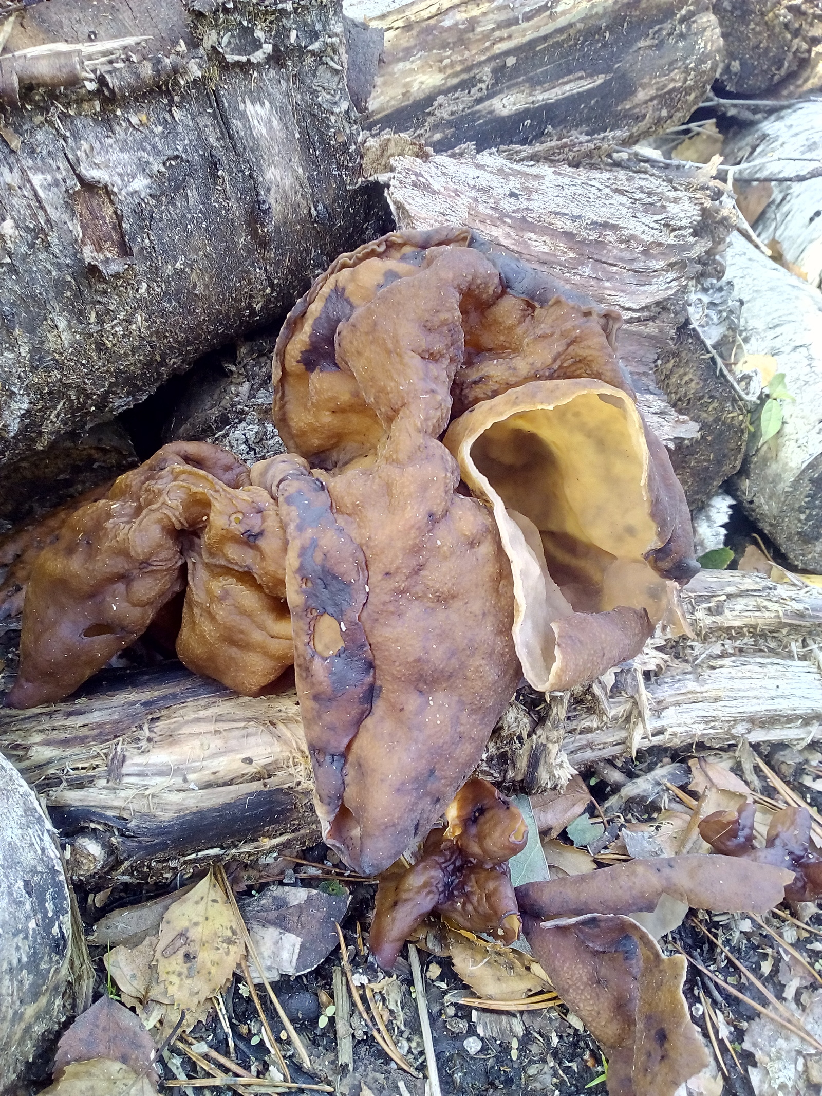 unknown fungus. - My, Mushrooms, Forest, Autumn, Longpost