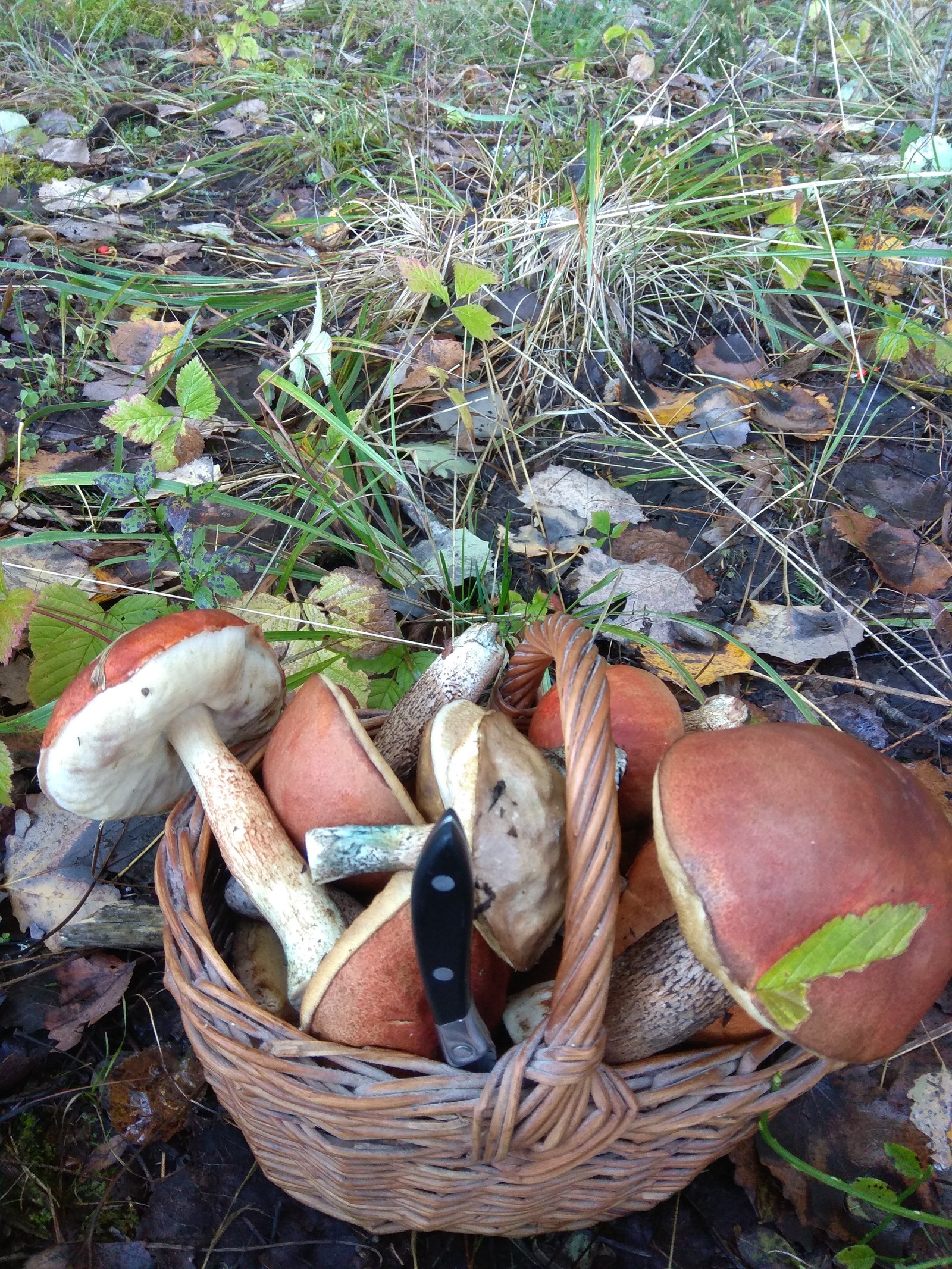 Silent hunt for a ringing treasure) - My, Silent hunt, Mushrooms, Longpost