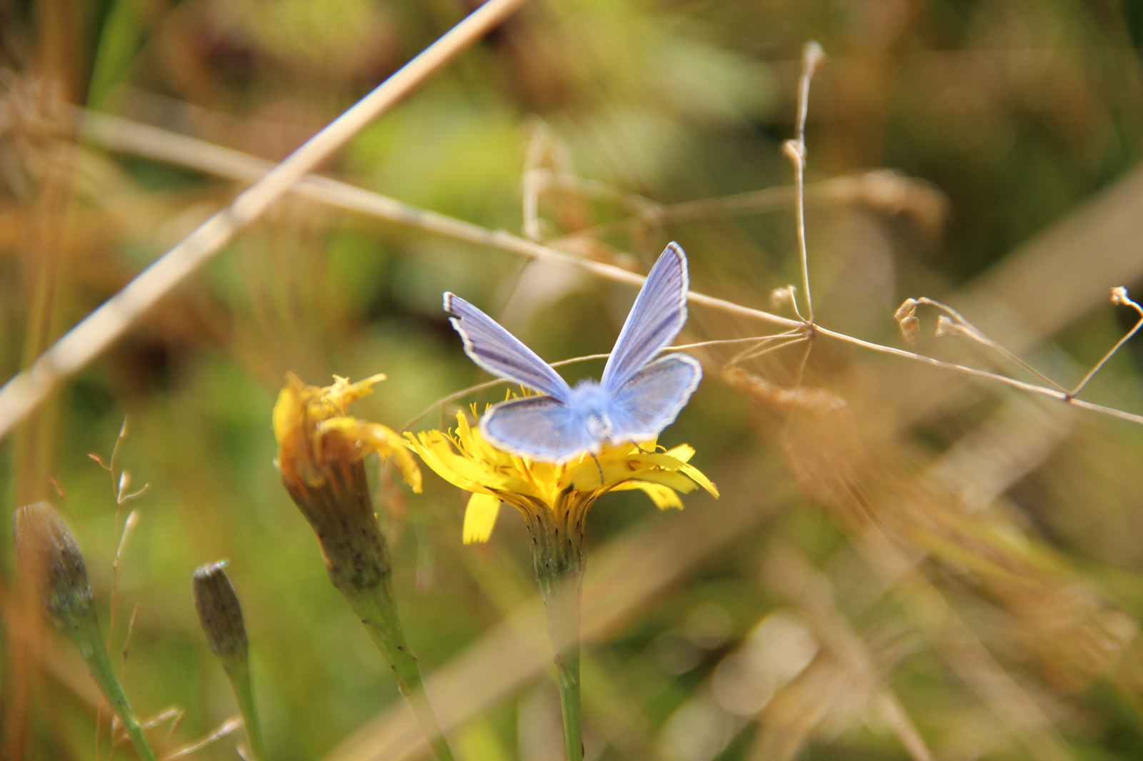 A few typical photos - My, Canon 600D, Nature, The photo, Longpost