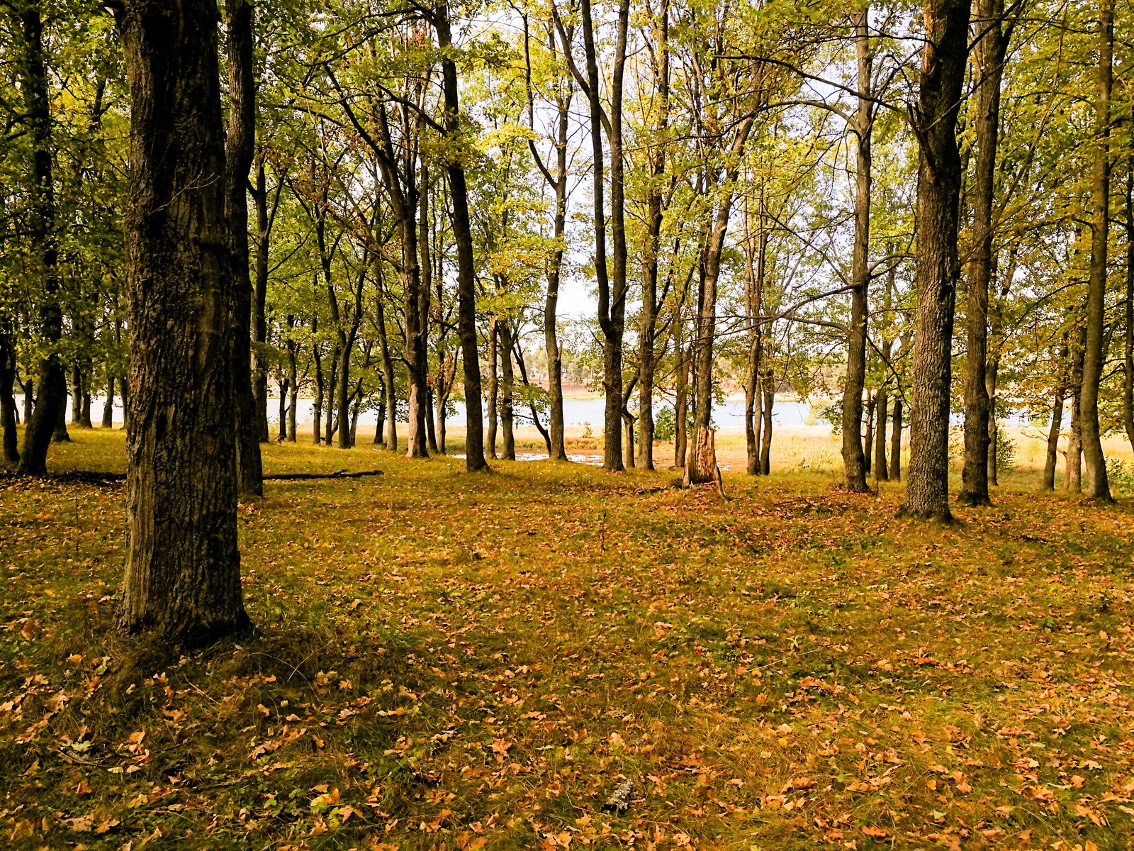 Photo bike ride - My, Longpost, Dzerzhinsk, Mobile photography, The photo, Autumn, Mushrooms, Huawei mate 9