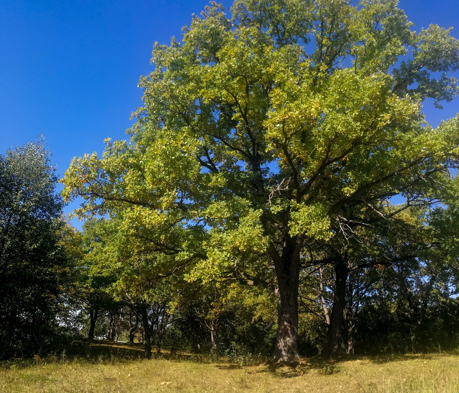 Photo bike ride - My, Longpost, Dzerzhinsk, Mobile photography, The photo, Autumn, Mushrooms, Huawei mate 9