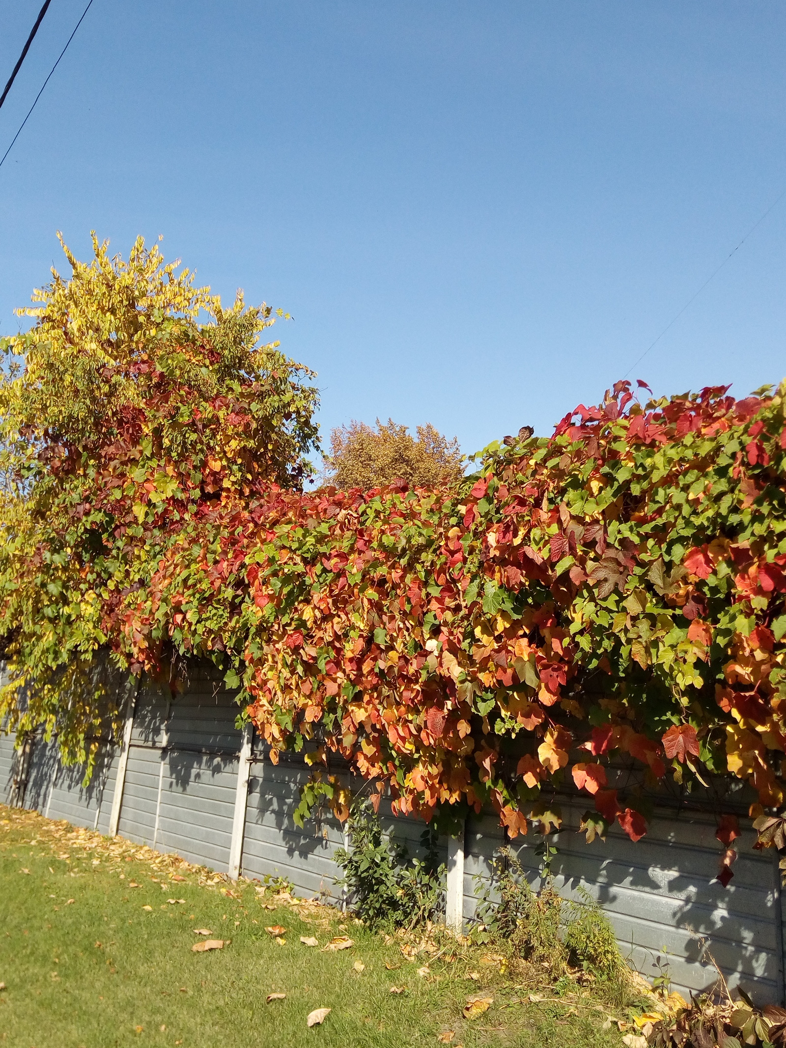 Garden-garden near Novosibirsk (continued) - My, Garden, , Longpost