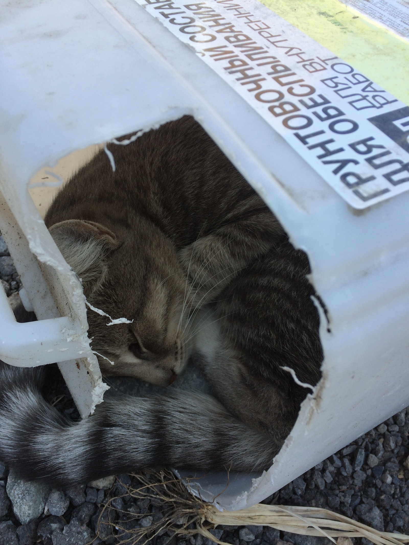 Cats are liquid - My, cat, Box and cat, Longpost