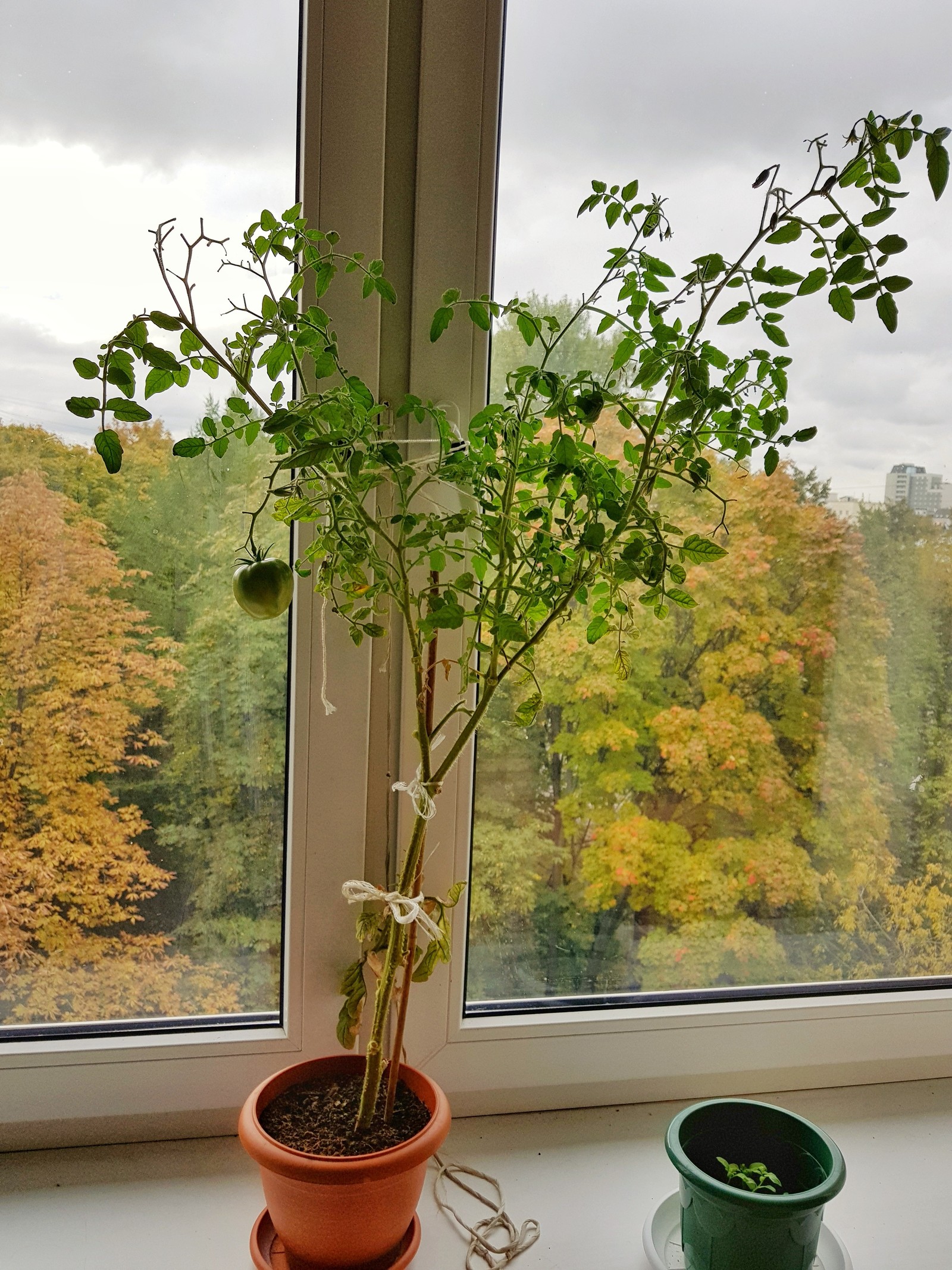 Tomatoes on the windowsill - My, Tomatoes, Vegetable garden on the windowsill, Hobby, Chronology, Longpost