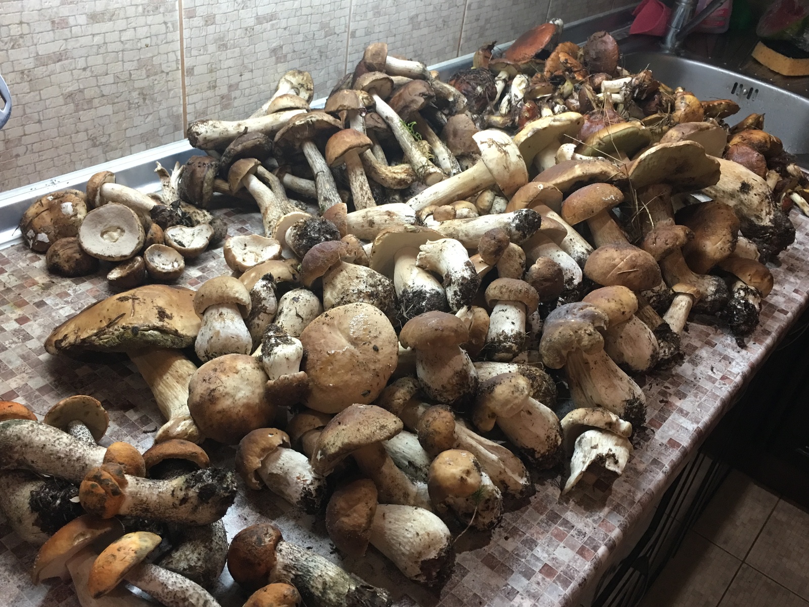 White mushrooms, boletus, boletus and boletus.. - My, Porcini, Mushrooms, , Autumn leaves, , 