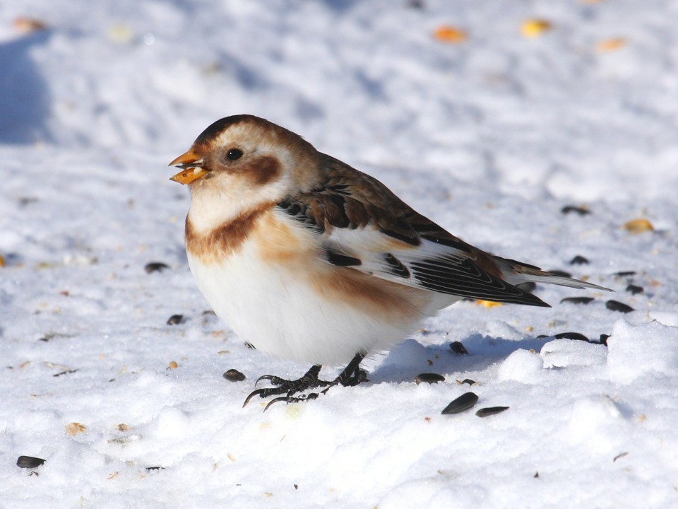 Bunting, or Snow plantain (lat. Plectrophenax nivalis) - My, Birds, Animals, Wild animals, Nature, Interesting, Ornithology, Bird watching, Longpost