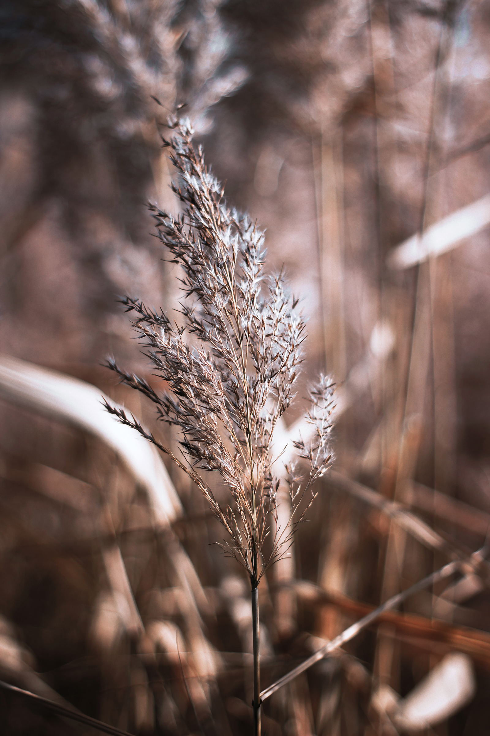 Weed post) - My, beauty of nature, The photo, Plants, , Longpost