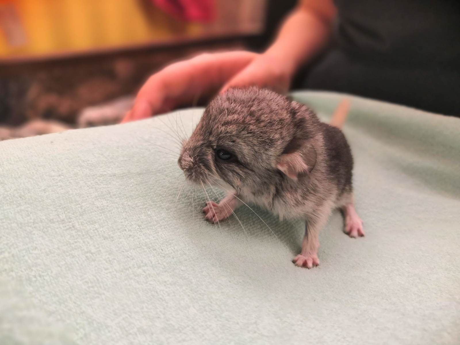 Chinchilla cuteness post. - My, Chinchilla, Chinchilla, Milota, Fluffy, Pet, Birth, Longpost, Pets