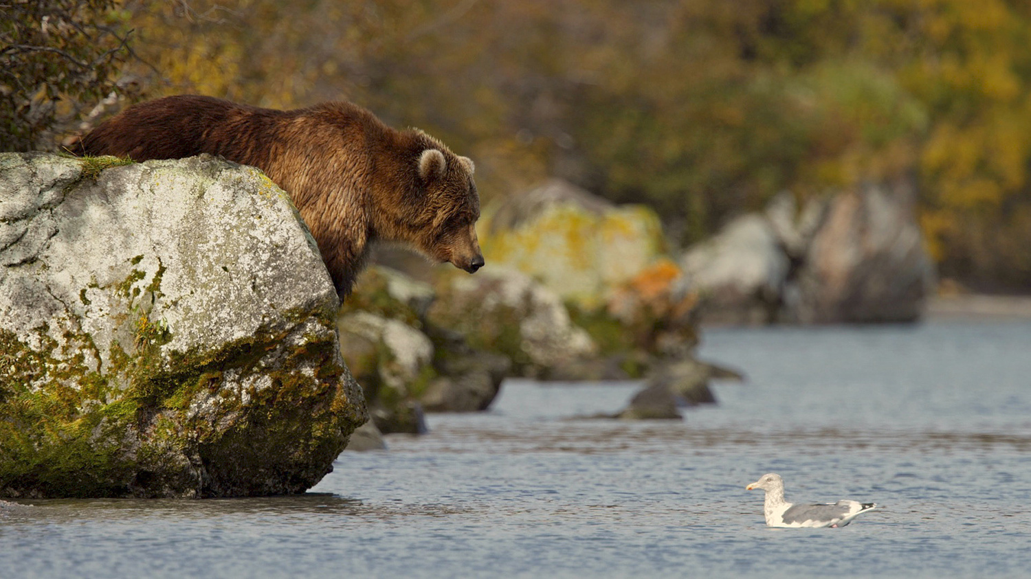 Где живет камчатский медведь. Камчатка медведи. Медведь сидит на берегу Камчатка. Медведи на реке Камчатка.