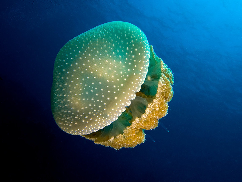 The Most Dangerous Jellyfish You Should Never See - Nature, Jellyfish, Danger, Longpost