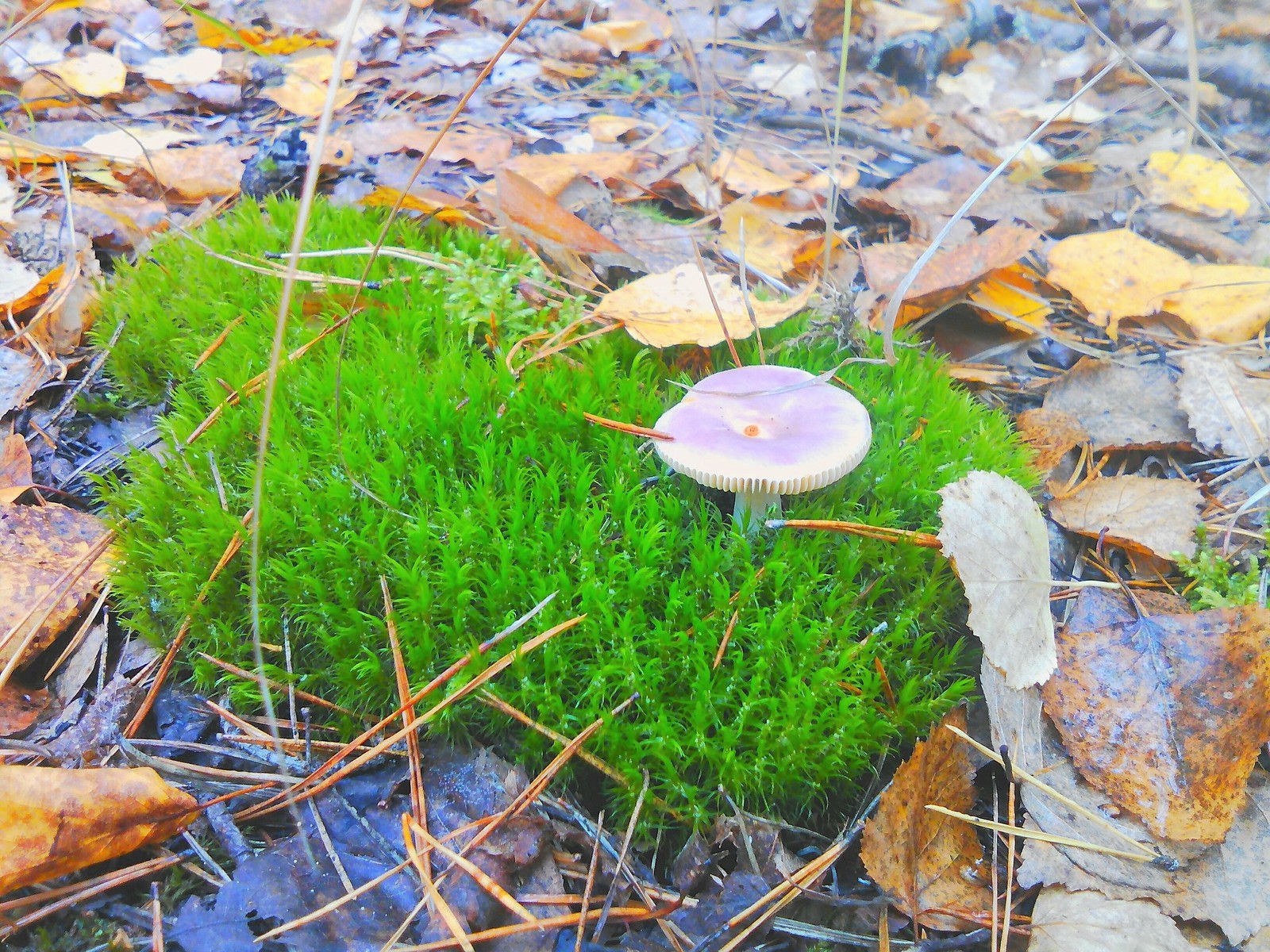 We got mushrooms! - My, Mushrooms, Butterlets, Oyster mushroom, Forest, Autumn, Longpost