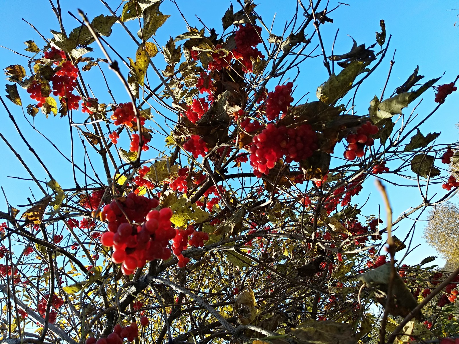 Autumn among cottages - My, Autumn, Walk, beauty of nature, The photo, Longpost