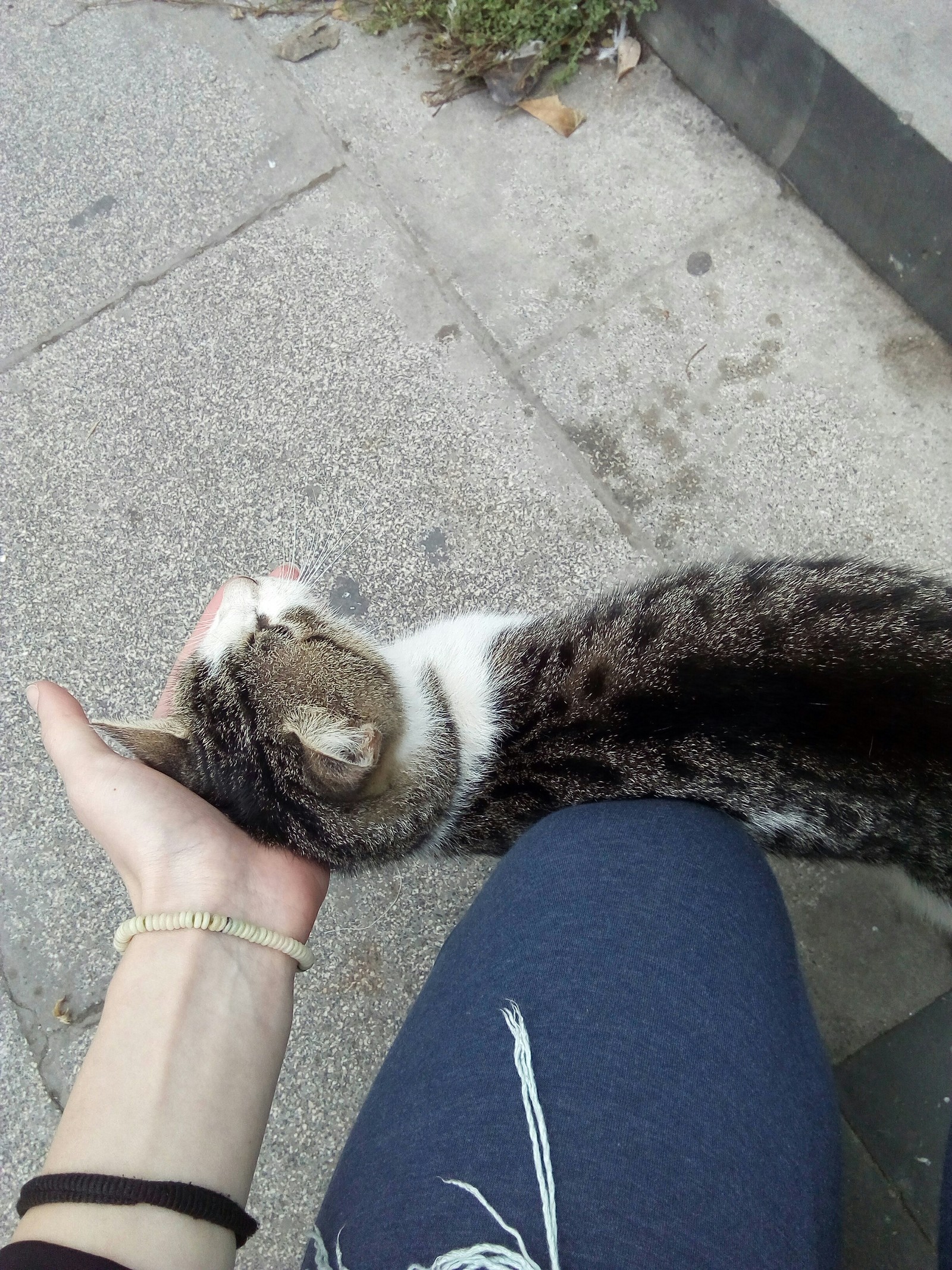 Istanbul street cats - My, cat, Istanbul, Travels, Turkey, Longpost