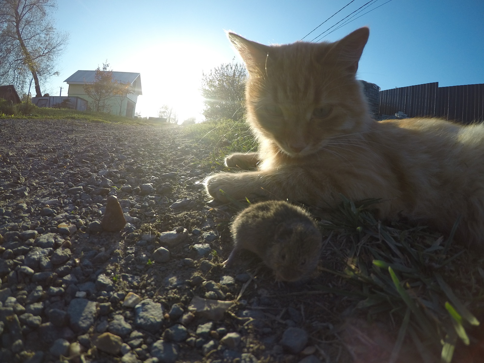 cat with mouse - My, Bike ride, Mouse, cat, Photo on sneaker, Longpost