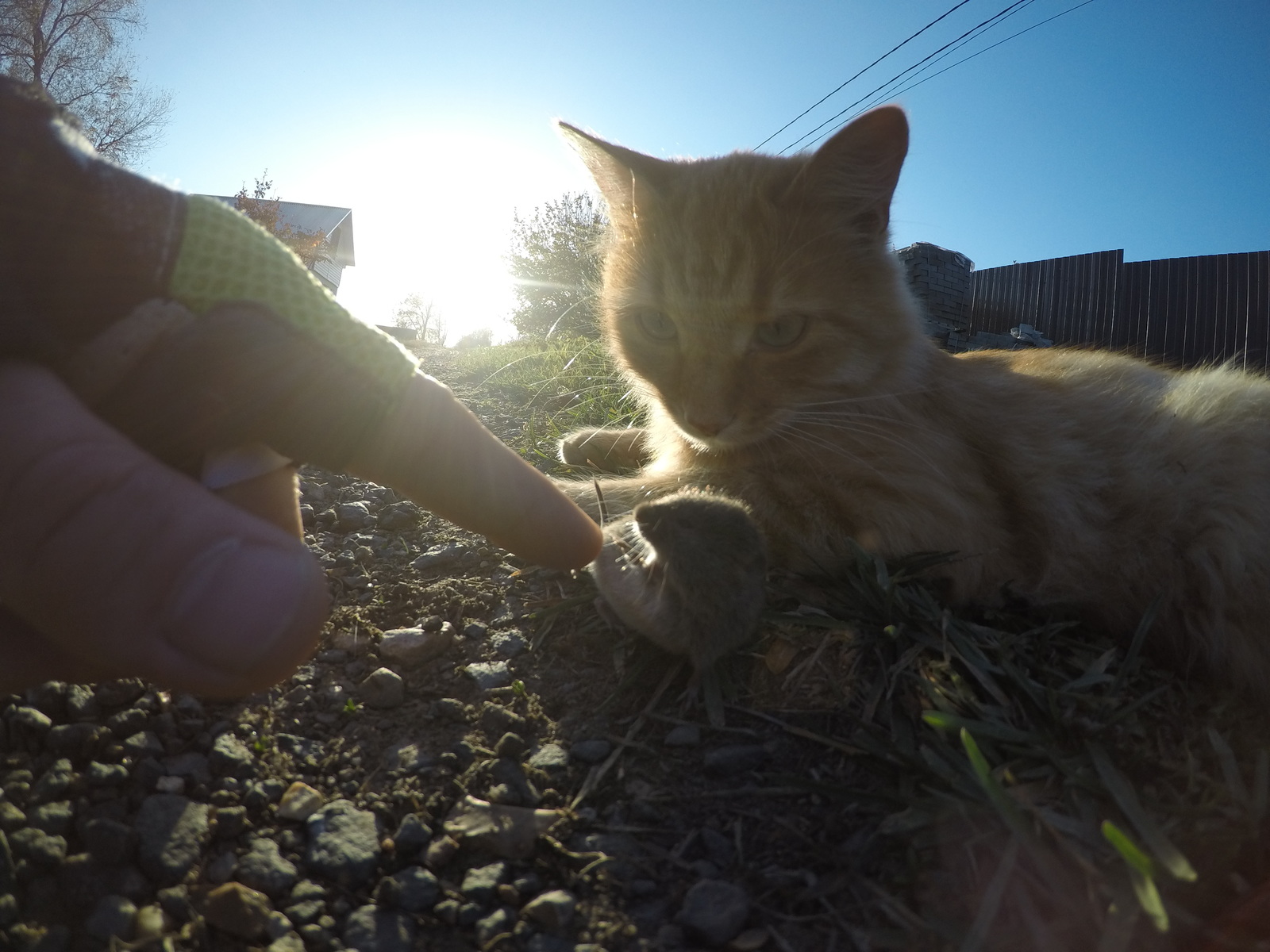 cat with mouse - My, Bike ride, Mouse, cat, Photo on sneaker, Longpost