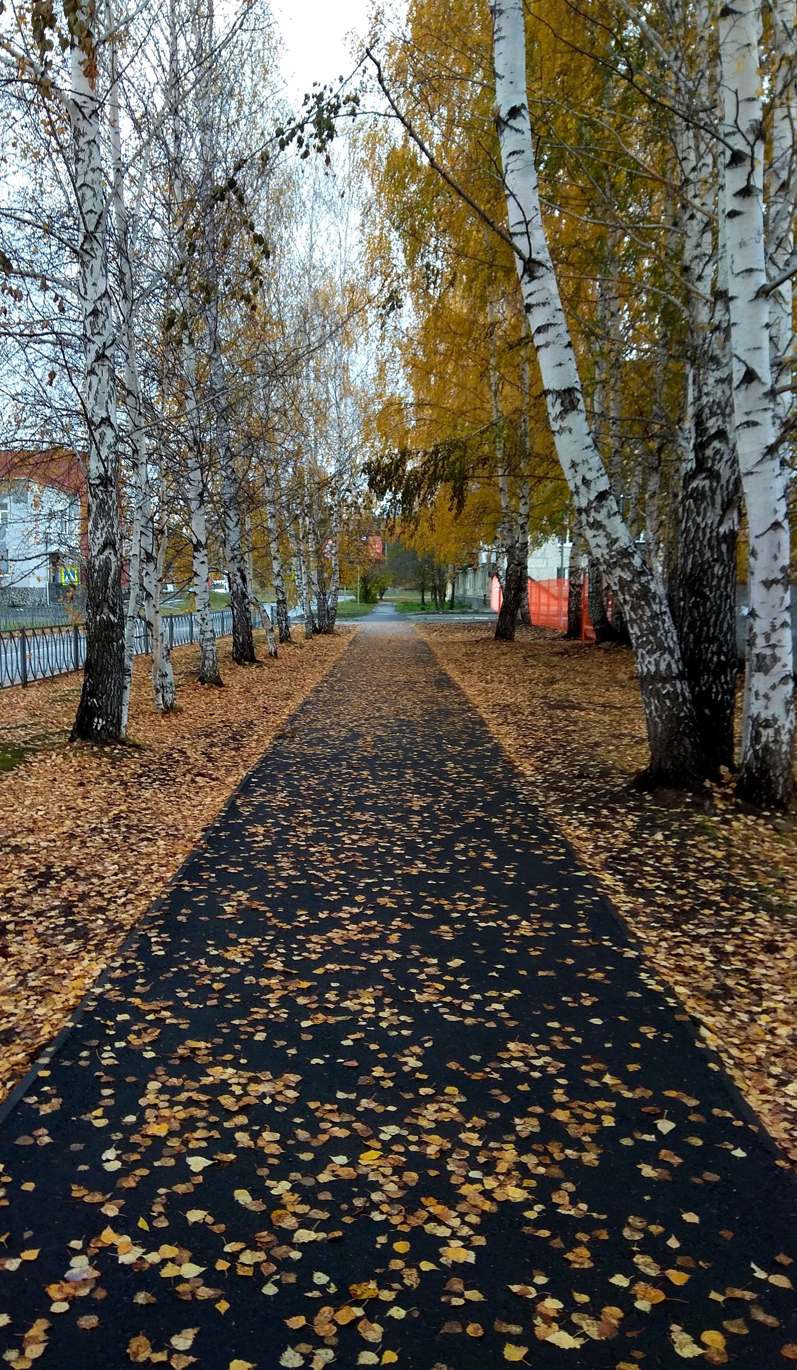 Золотая осень. - Моё, Осень, Фотография, Пятничный тег моё, Длиннопост