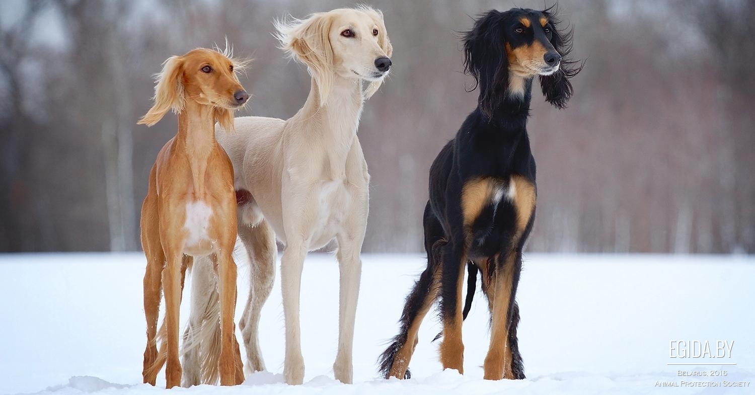 About dog breeds №64. - Dog, Dog breeds, Saluki, Greyhound, Longpost