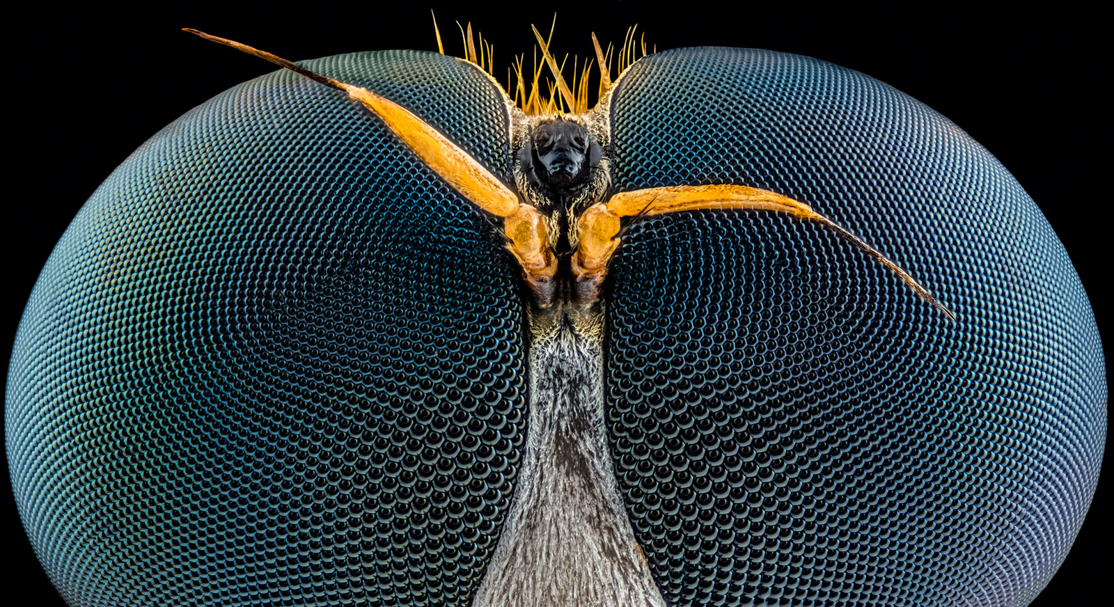 The eyes of a wasp under a microscope - The photo, Microscope, Microfilming, Macro, Wasp, Eyes, 2016, Microfilming, Macro photography