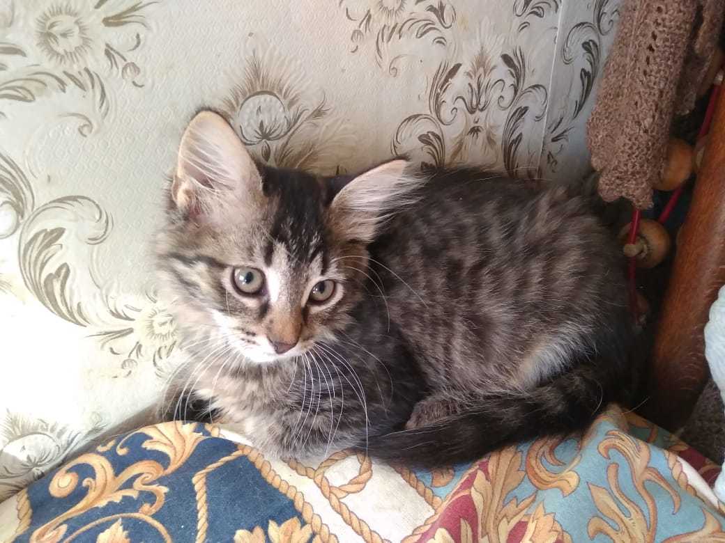 Moscow cat - My, cat, Kittens, Help, No rating, In good hands, Moscow, Longpost, Looking for a home