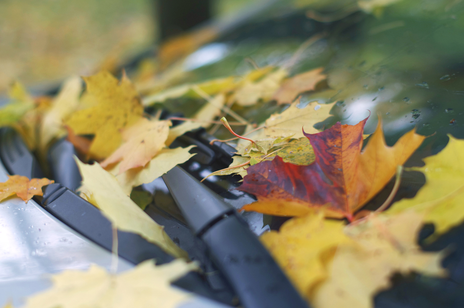 One Hundred Shades of Autumn on the Black River. - My, Saint Petersburg, Black River, Cityscapes, Autumn, The photo, Courtyard, Leaves, Longpost, Street photography