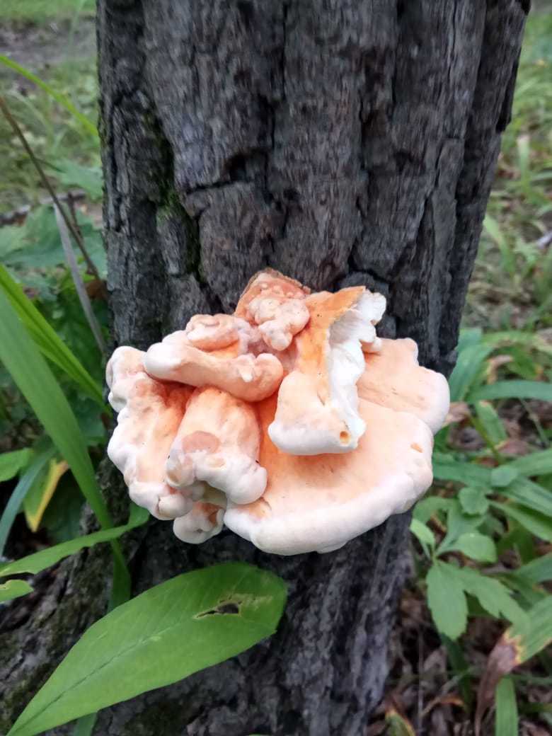 Autumn, I love you... - My, Autumn, Nature, Mushrooms, Drive, Longpost