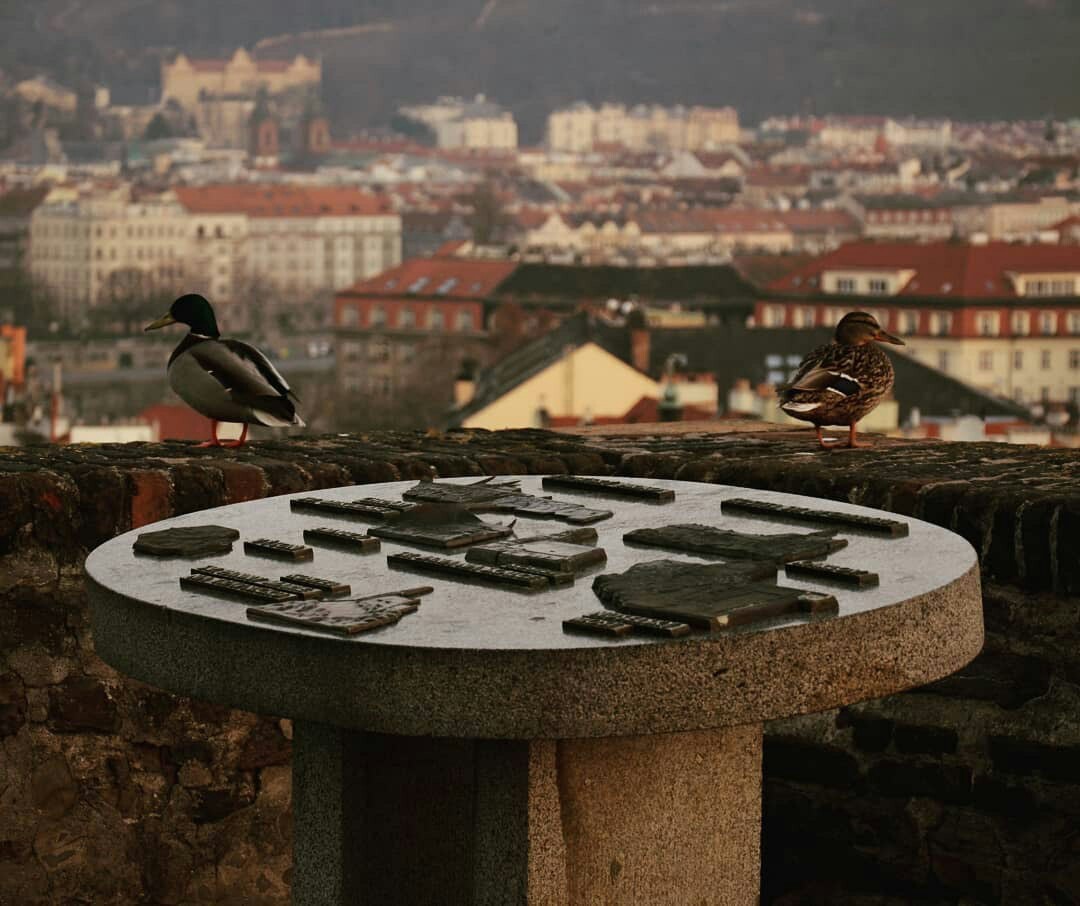 Not only cats protect this city... - My, Duck, Prague, Partner