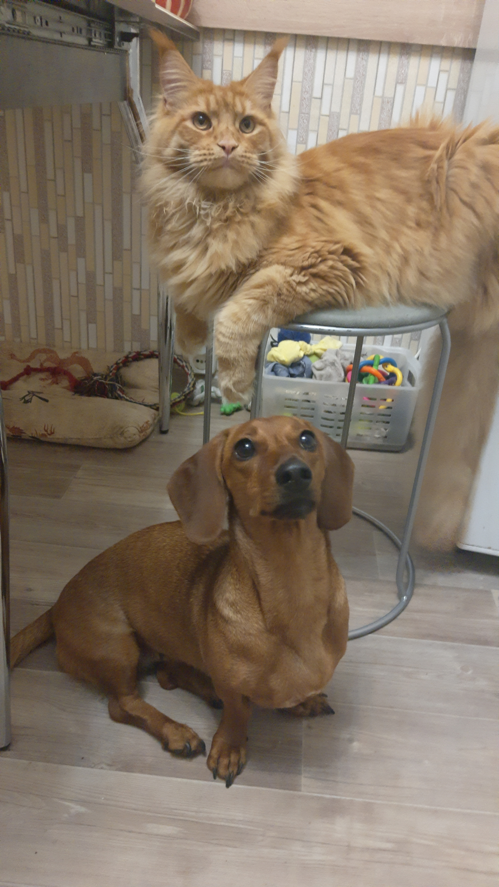 Happy Delhi Dachshund and her cat - My, Dachshund, cat, Catomafia, Maine Coon, friendship, , Dogs versus cats, Video, Longpost