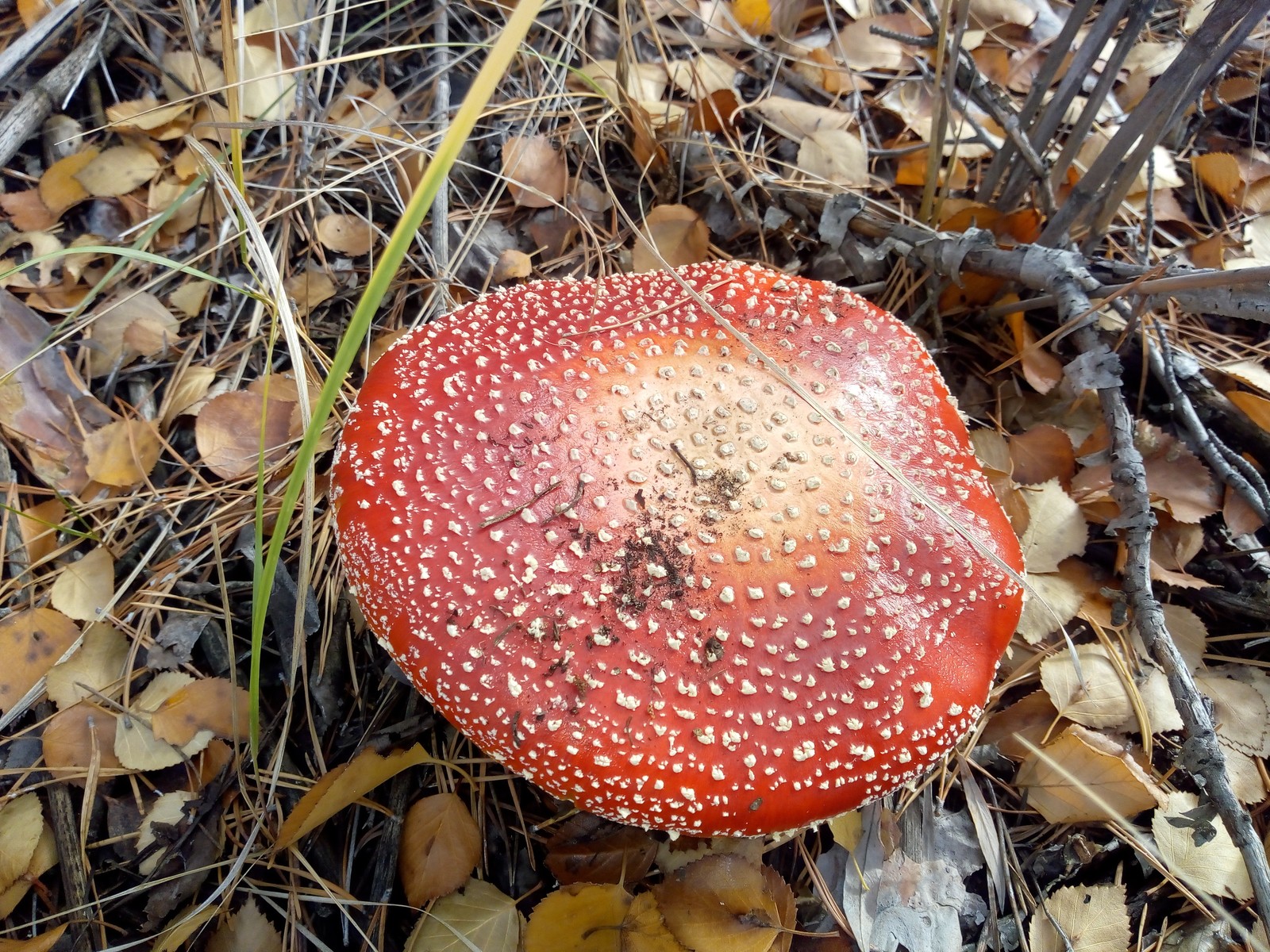 Closing of the 2018 season. - My, Volgograd region, Silent hunt, Mushrooms, Longpost