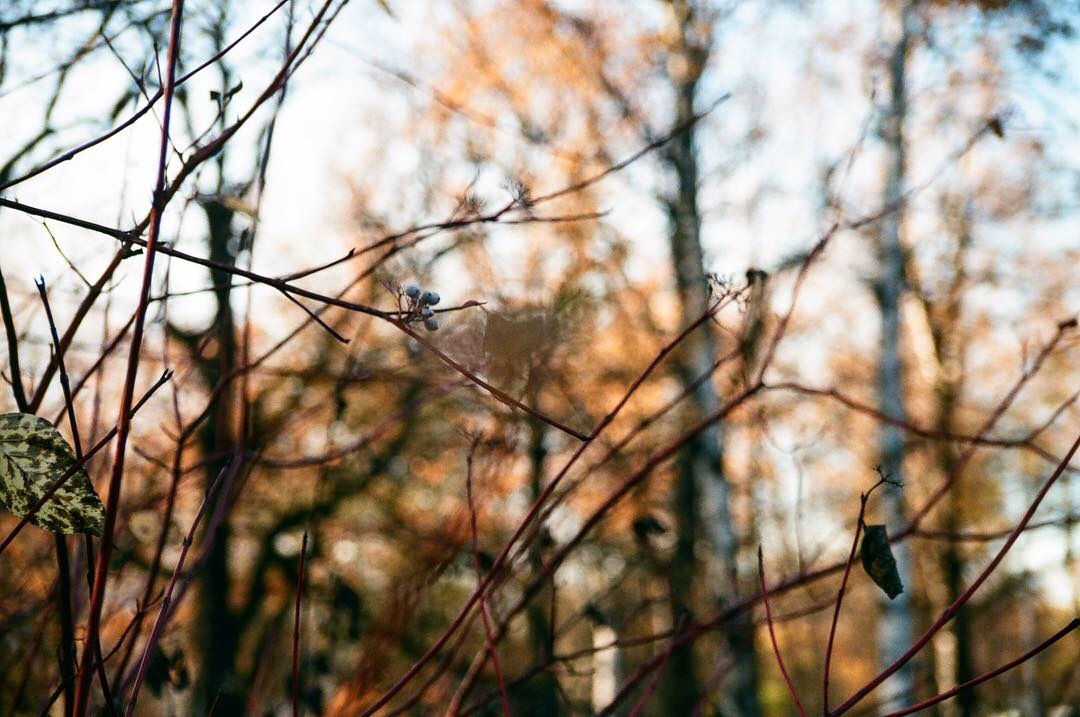 Autumn on film - My, Autumn, Film, Canon, Longpost