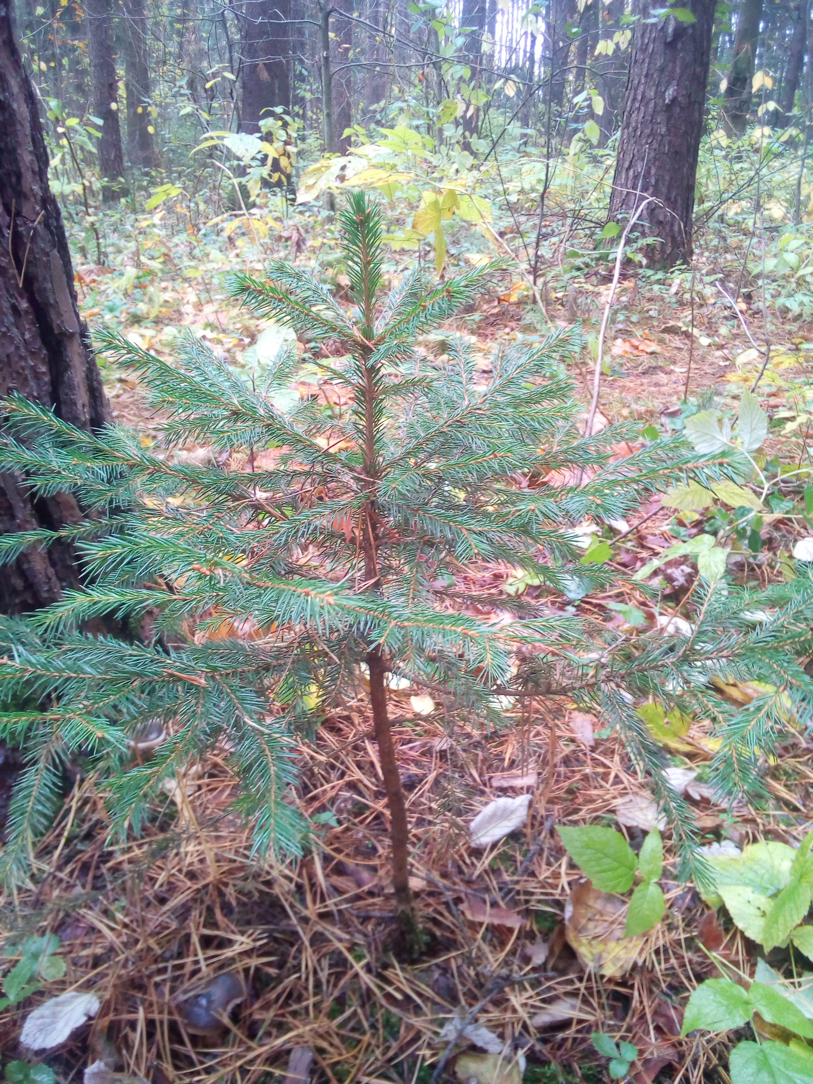 Pine or spruce? - My, Pine, Dacha, Forest, Transfer, Longpost