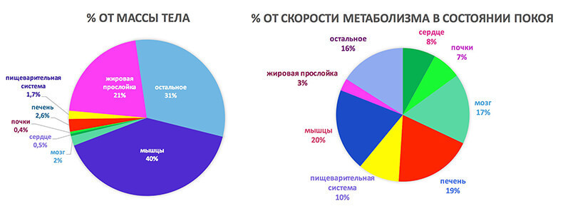 Всё, что нужно знать о метаболизме - Моё, Спорт, Тренер, Спортивные советы, Питание, Метаболизм, Обмен веществ, Мифы, Исследования, Длиннопост