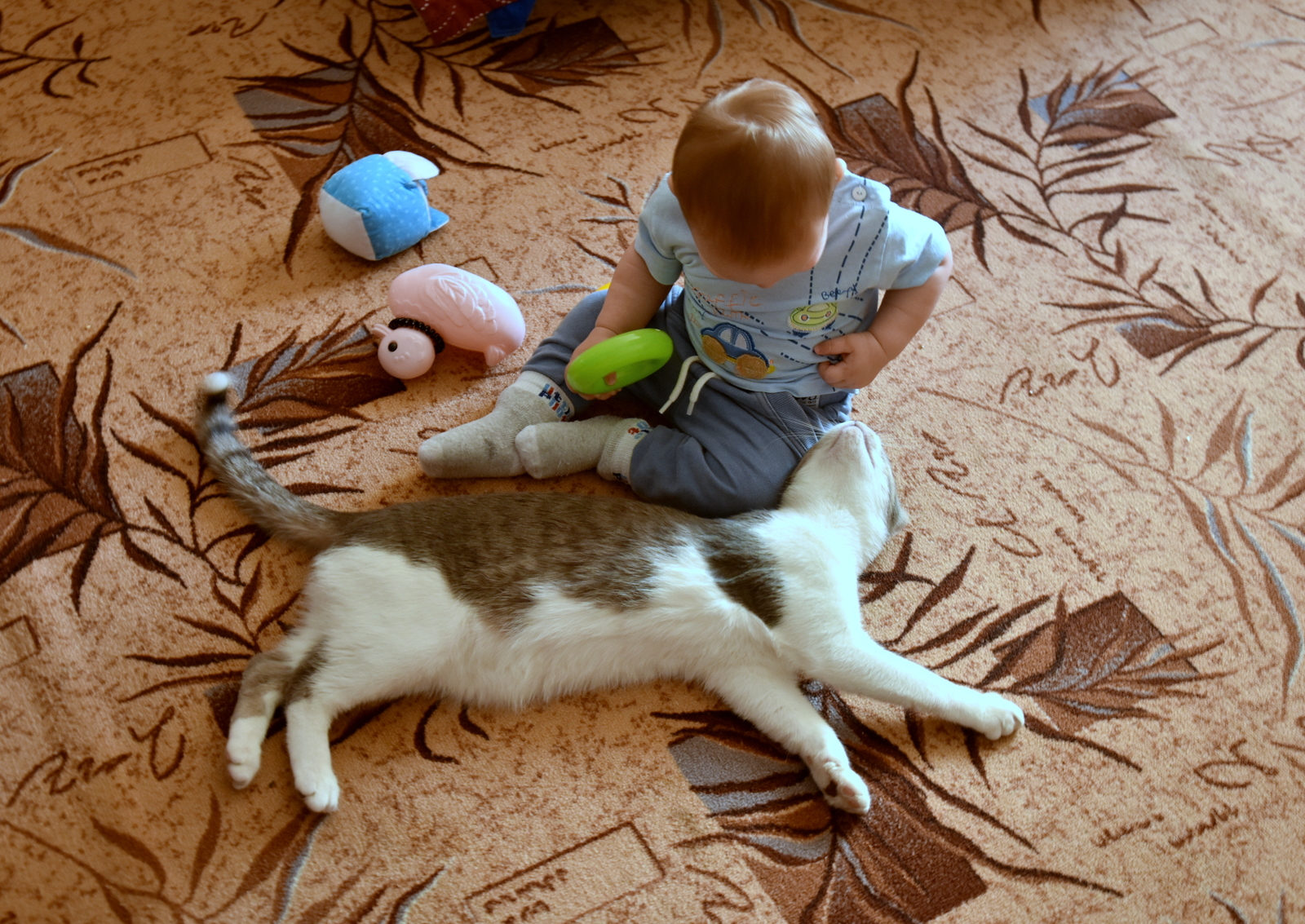 Acquaintance of Simon's cat with his grandson. - My, Children, Catomafia, Relatives, Longpost, cat