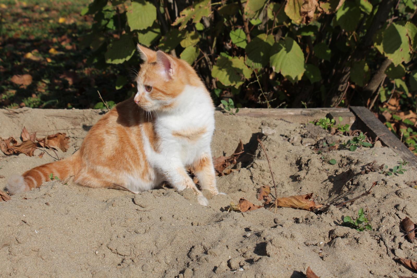 Our favorite - My, cat, Pet, Mustachioed - Striped, Pet, Longpost, Pets