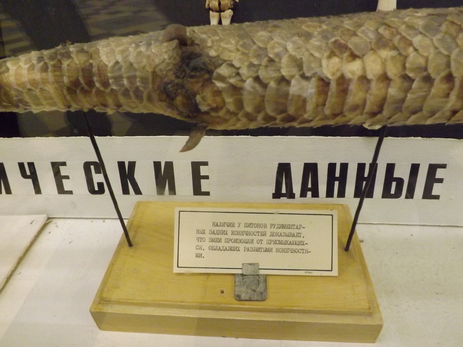 Photos from the Zoological Museum of St. Petersburg - My, Zoological Museum, Taxidermy, Longpost, Animals, Biology, A fish, Stoned fox