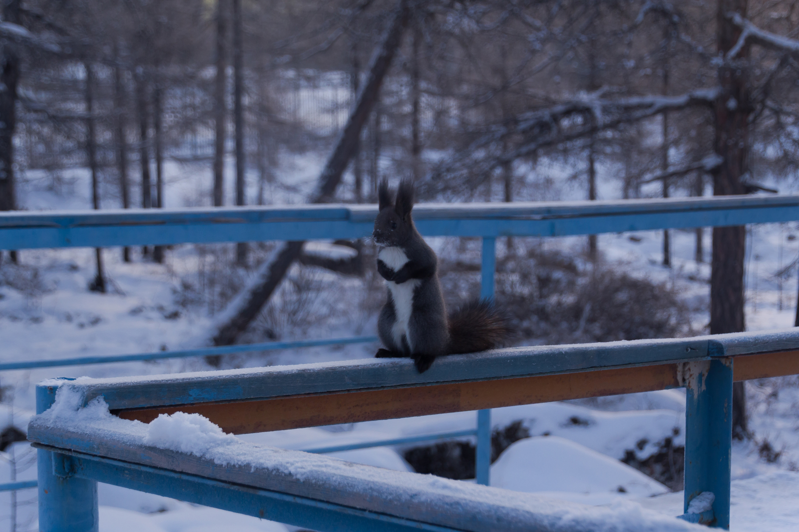 Good evening wishes you a squirrel. - My, Squirrel, Yakutia