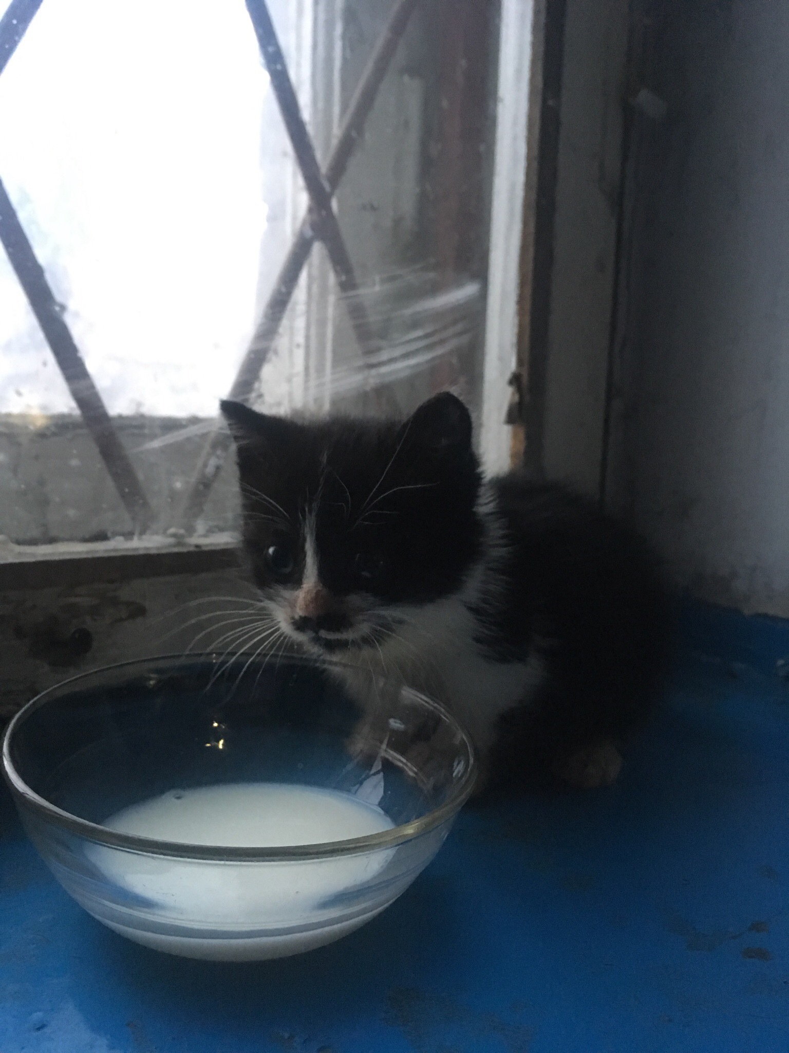 The kitten is looking for a home. - Kostroma, cat, Longpost, No rating, In good hands, Looking for a master