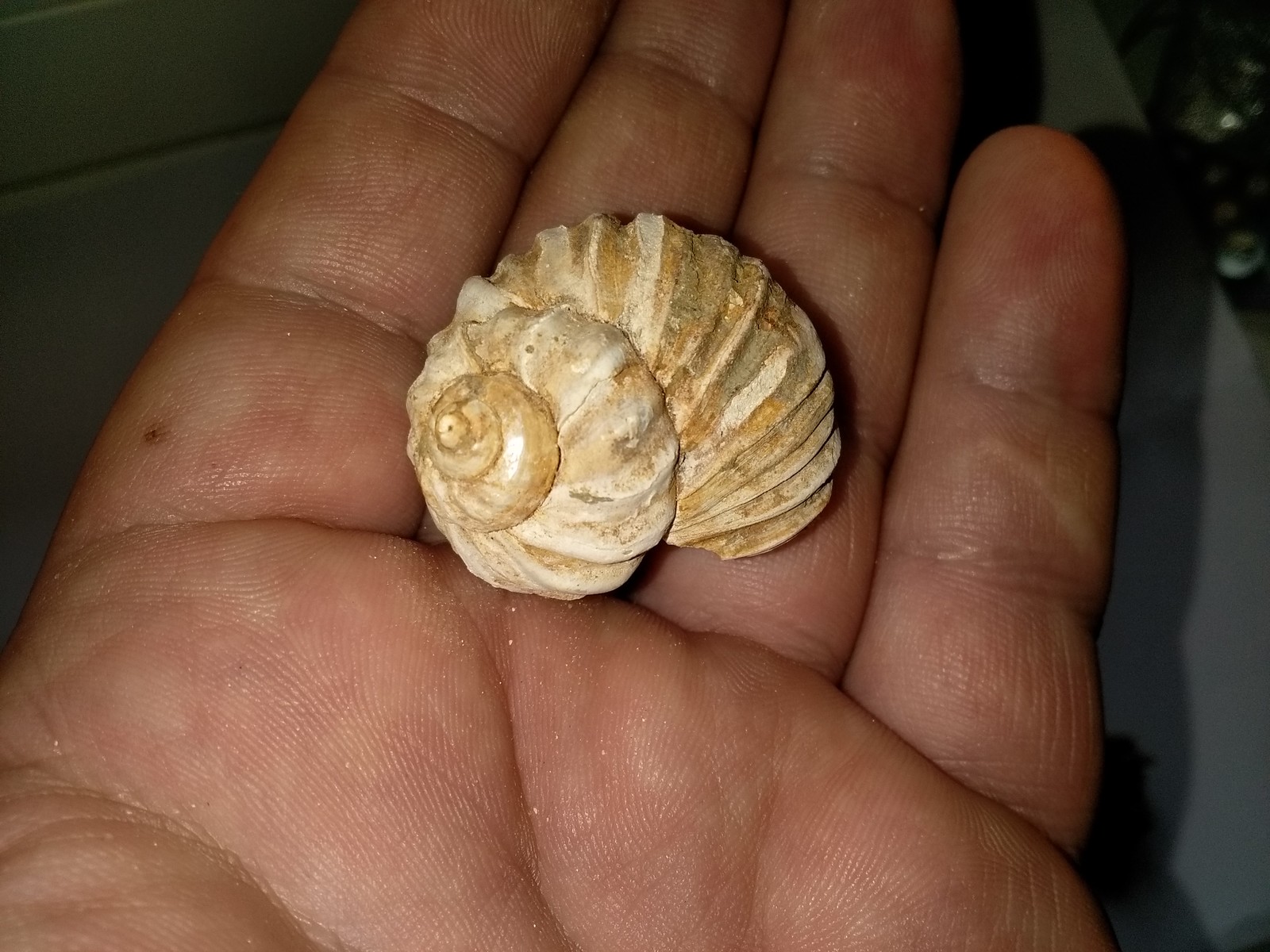 Yesterday I got out under Armavir. - My, Paleontology, Search, Longpost