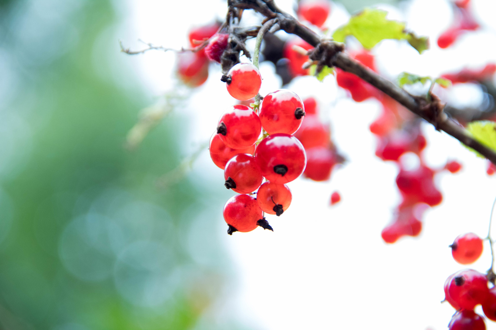 Currant - My, Currant, Berries, Beginning photographer