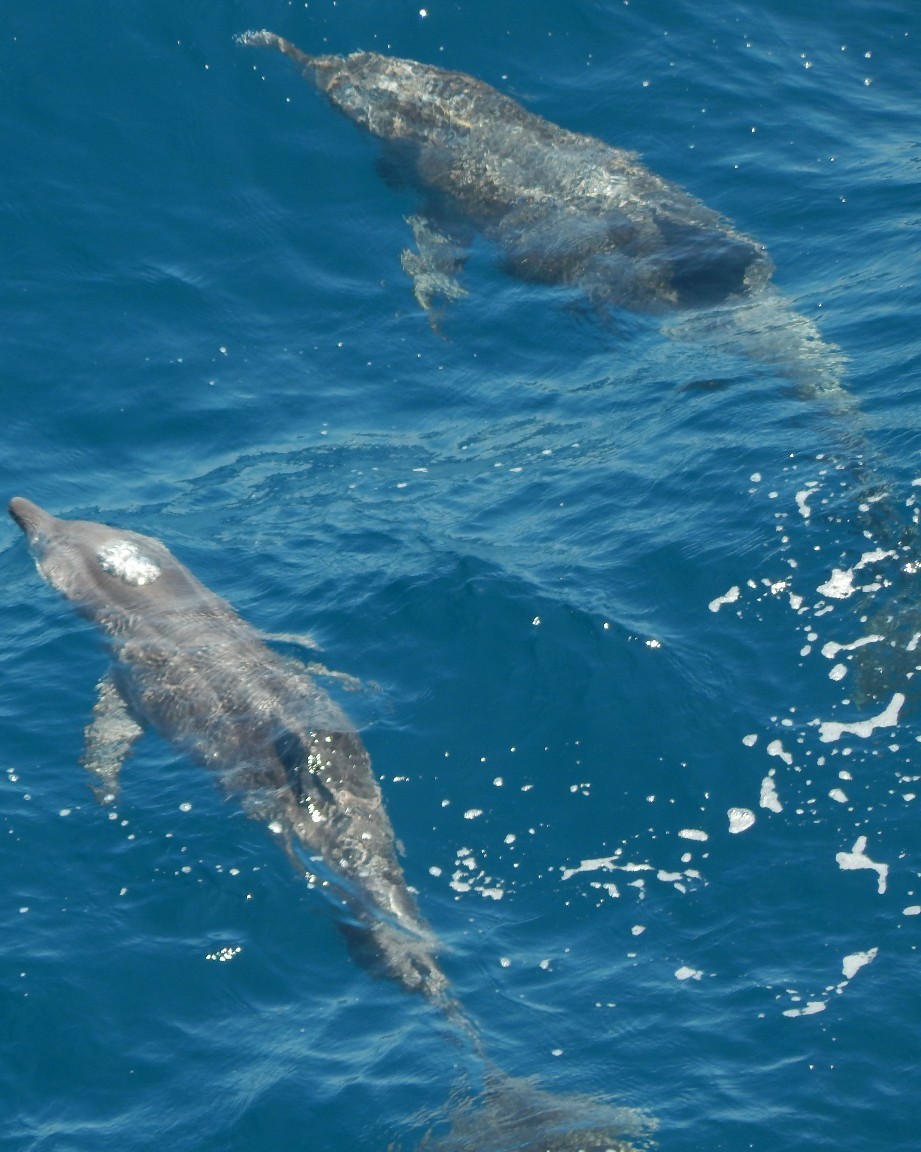 Neighbours - My, Offshore, Africa, Work at sea, Dolphin, Torch, Longpost